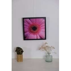 Fleur rose - Photographie d'art macro fleur rose - Cédric Mignot - mise en scène