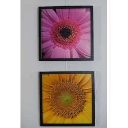 Fleur rose - Photographie d'art macro fleur rose - Cédric Mignot - En diptyque