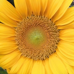 Fleur Jaune - Photographie d'art macro fleur jaune lumineux - Cédric Mignot - Galerie FenêtreSurArtistes