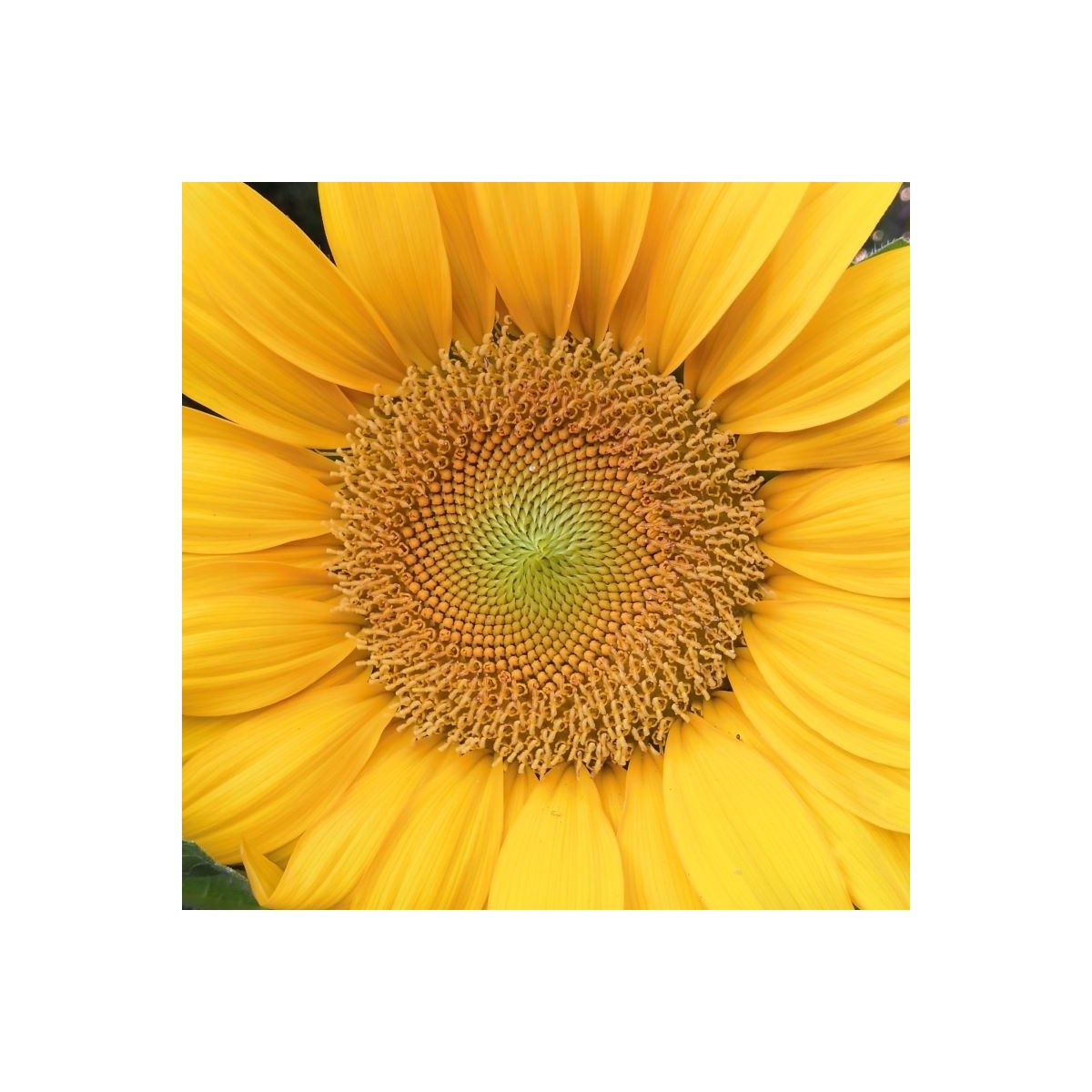 Fleur Jaune - Photographie d'art macro fleur jaune lumineux - Cédric Mignot - Galerie FenêtreSurArtistes