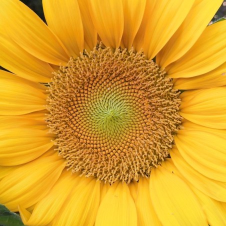 Fleur Jaune - Photographie d'art macro fleur jaune lumineux - Cédric Mignot - Galerie FenêtreSurArtistes
