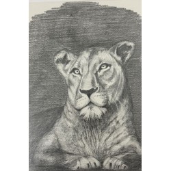 Lionne au repos - Dessin original crayon graphite - Lionne allongée calme - Laurence Viarnaud - Galerie FenêtreSurArtistes