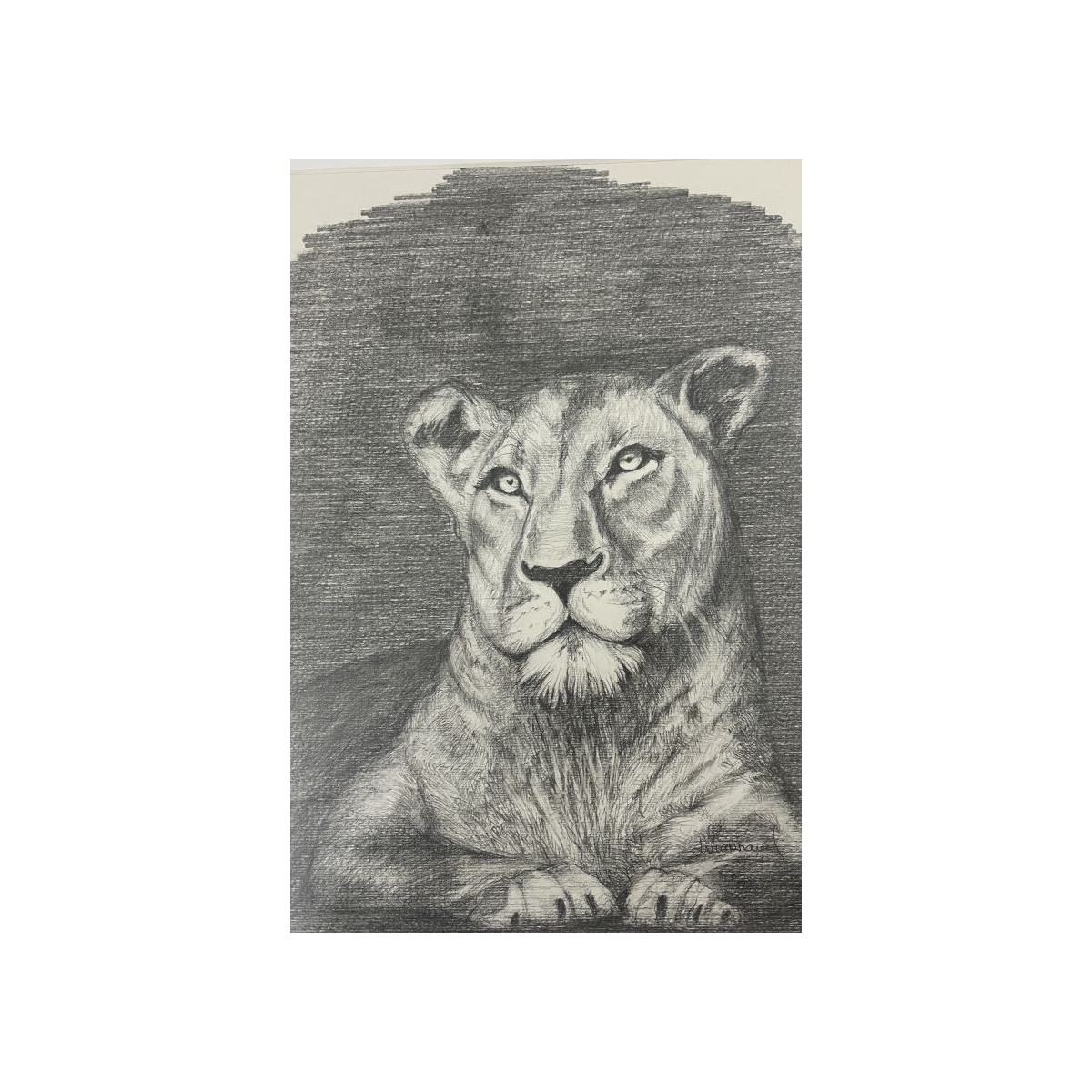 Lionne au repos - Dessin original crayon graphite - Lionne allongée calme - Laurence Viarnaud - Galerie FenêtreSurArtistes