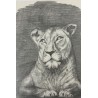 Lionne au repos - Dessin original crayon graphite - Lionne allongée calme - Laurence Viarnaud - Galerie FenêtreSurArtistes