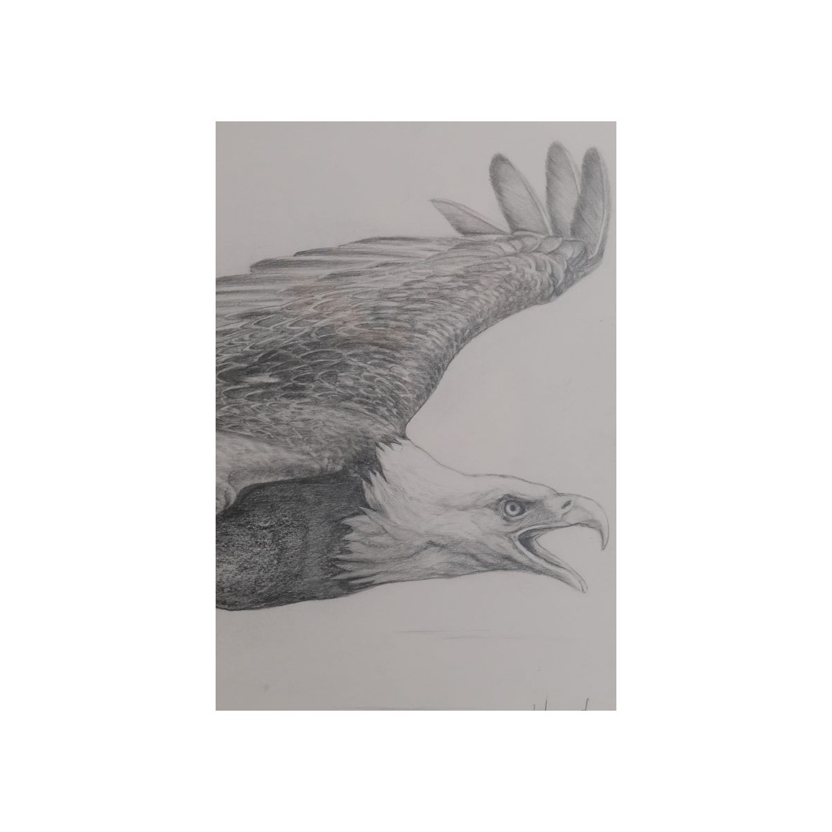 Aigle - Dessin original crayon graphite - Portrait animalier aigle rapace - Laurence Viarnaud - Galerie FenêtreSurArtistes