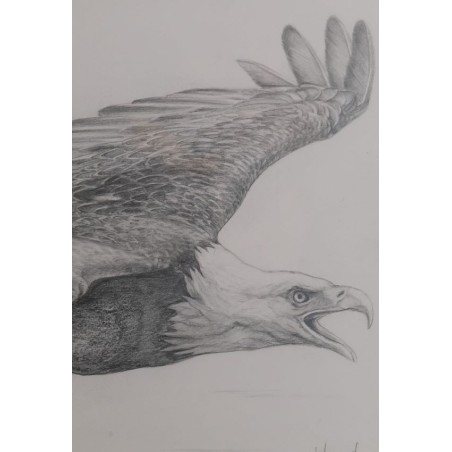 Aigle - Dessin original crayon graphite - Portrait animalier aigle rapace - Laurence Viarnaud - Galerie FenêtreSurArtistes