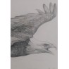 Aigle - Dessin original crayon graphite - Portrait animalier aigle rapace - Laurence Viarnaud - Galerie FenêtreSurArtistes