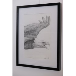 Aigle - Dessin original crayon graphite - Portrait animalier aigle rapace - Laurence Viarnaud - Vue de profil