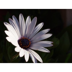 Fleur blanche - Photographie d'art macro fleur blanche fond sombre - Cédric Mignot - Galerie FenêtreSurArtistes
