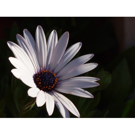 Fleur blanche - Photographie d'art macro fleur blanche fond sombre - Cédric Mignot - Galerie FenêtreSurArtistes
