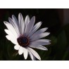 Fleur blanche - Photographie d'art macro fleur blanche fond sombre - Cédric Mignot - Galerie FenêtreSurArtistes