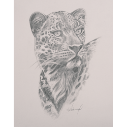 Instinct - Dessin original - Animal sauvage regard intense - Laurence Viarnaud - Galerie FenêtreSurArtistes