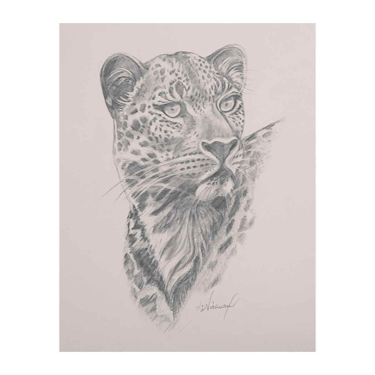 Instinct - Dessin original - Animal sauvage regard intense - Laurence Viarnaud - Galerie FenêtreSurArtistes