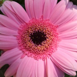 Fleur rose - Photographie d'art macro fleur rose - Cédric Mignot - Galerie FenêtreSurArtistes