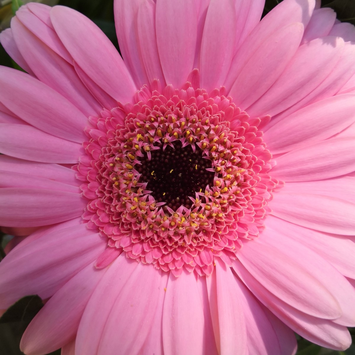 Fleur rose - Photographie d'art macro fleur rose - Cédric Mignot - Galerie FenêtreSurArtistes