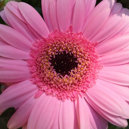 Fleur rose - Photographie d'art macro fleur rose - Cédric Mignot - Galerie FenêtreSurArtistes