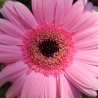 Fleur rose - Photographie d'art macro fleur rose - Cédric Mignot - Galerie FenêtreSurArtistes