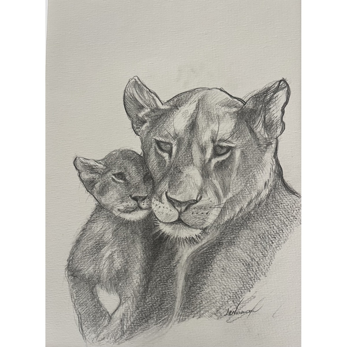 Lionne au repos - Dessin original crayon graphite - Lionne allongée calme - Laurence Viarnaud - Galerie FenêtreSurArtistes