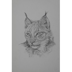 Lynx Ocre - Dessin animalier lynx - Laurence Viarnaud - Galerie FenêtreSurArtistes