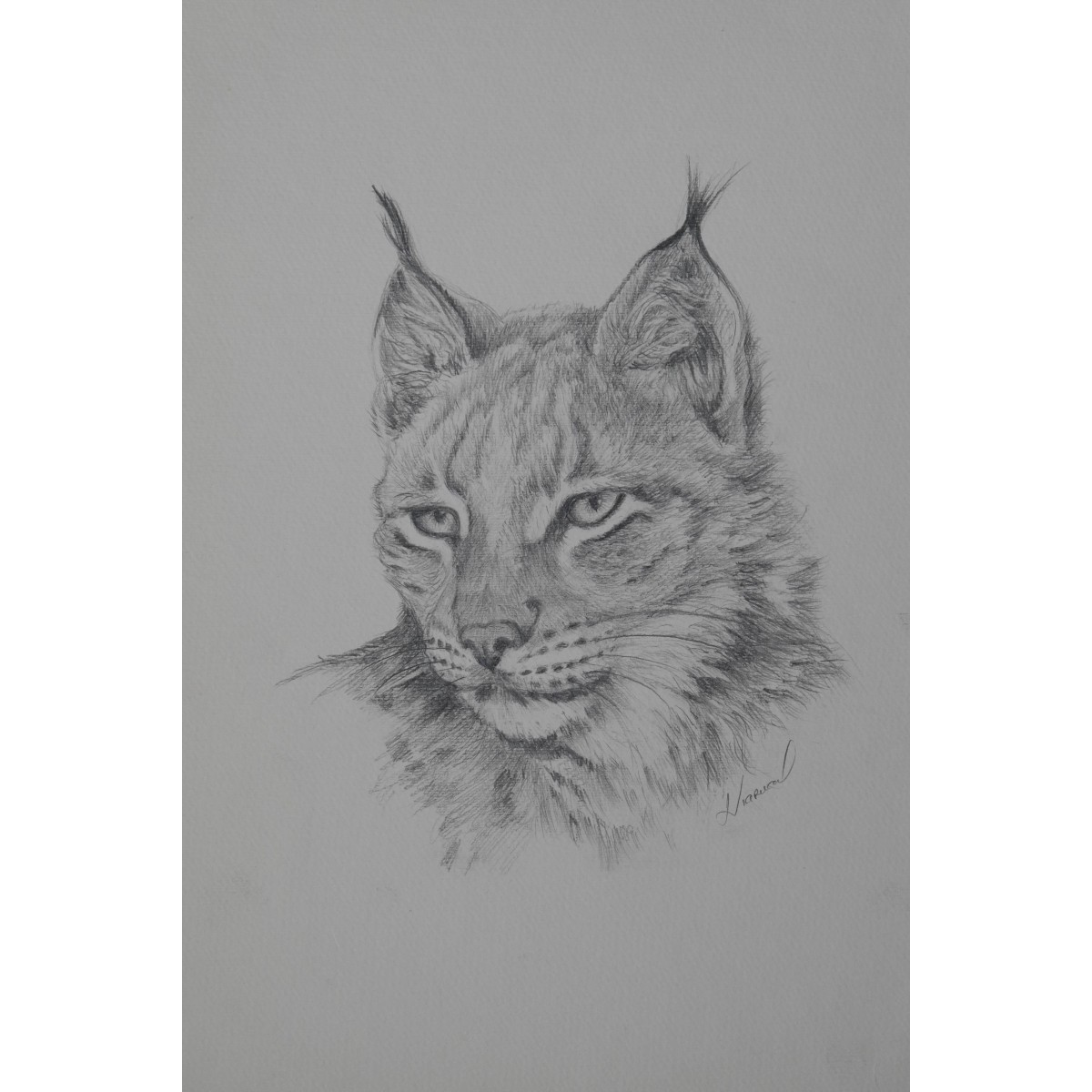 Lynx Ocre - Dessin animalier lynx - Laurence Viarnaud - Galerie FenêtreSurArtistes
