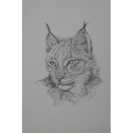 Lynx Ocre - Dessin animalier lynx - Laurence Viarnaud - Galerie FenêtreSurArtistes
