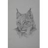 Lynx Ocre - Dessin animalier lynx - Laurence Viarnaud - Galerie FenêtreSurArtistes