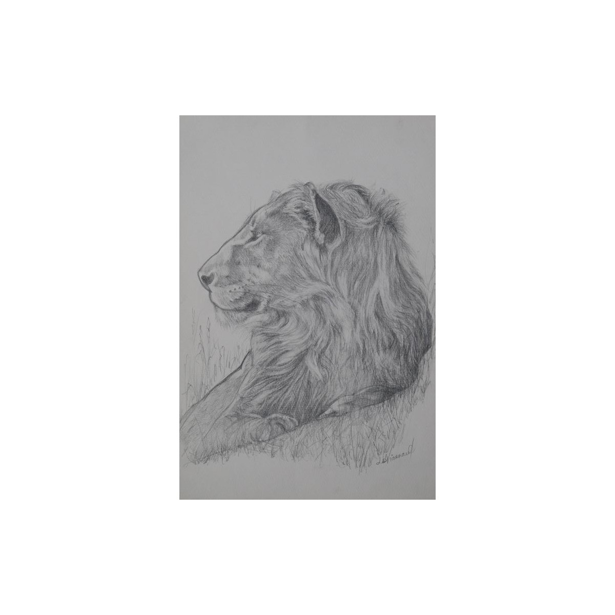 Lion de profil - Dessin original crayon graphite - Portrait animalier lion - Laurence Viarnaud - Galerie FenêtreSurArtistes