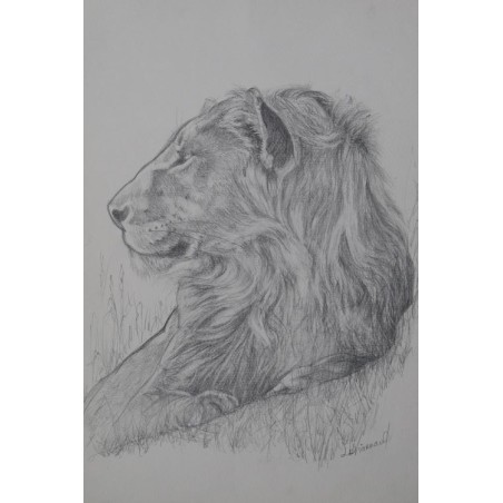 Lion de profil - Dessin original crayon graphite - Portrait animalier lion - Laurence Viarnaud - Galerie FenêtreSurArtistes