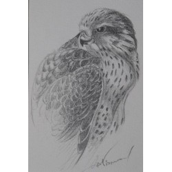 Faucon - Dessin original crayon graphite - Portrait animalier faucon rapace - Laurence Viarnaud - Galerie FenêtreSurArtistes