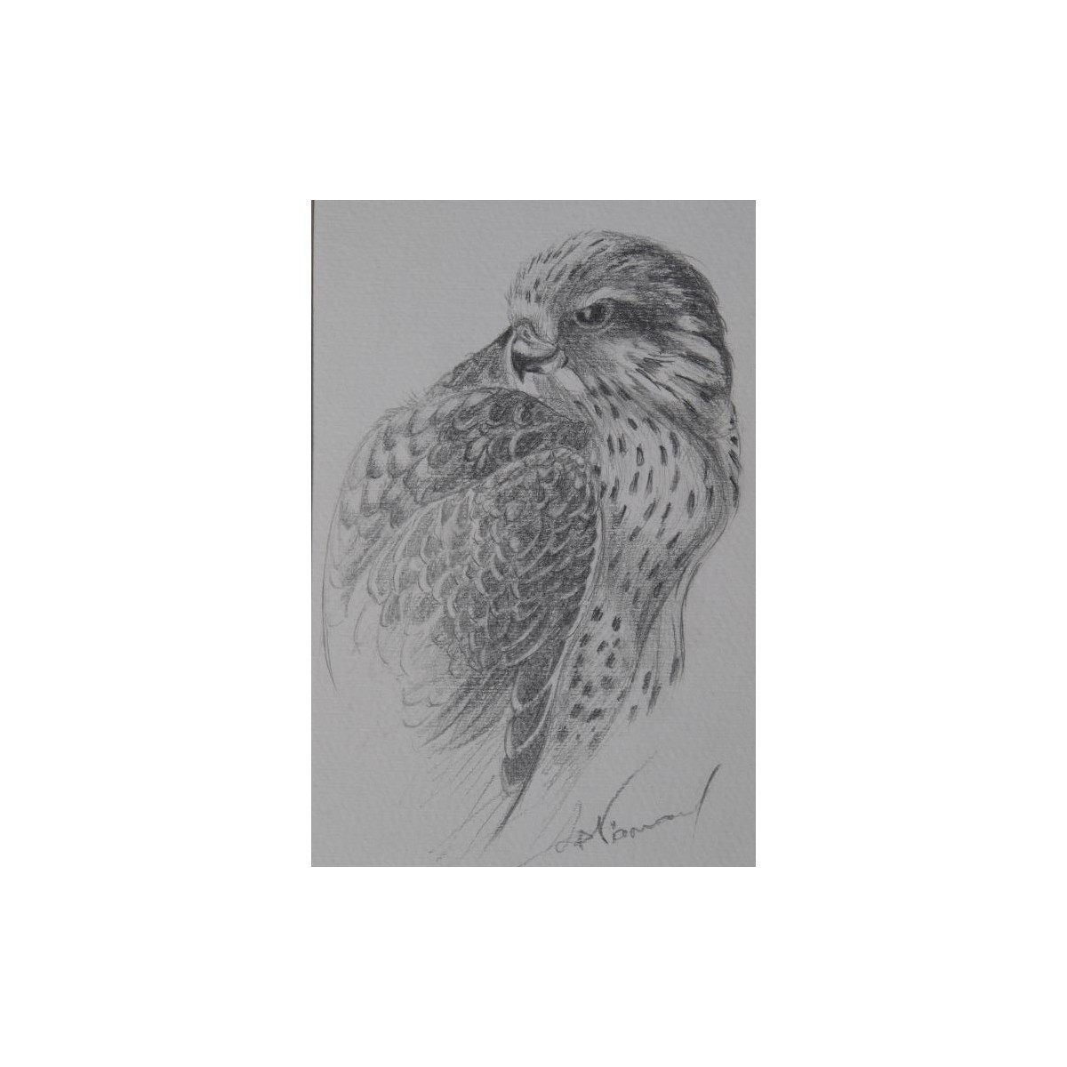 Faucon - Dessin original crayon graphite - Portrait animalier faucon rapace - Laurence Viarnaud - Galerie FenêtreSurArtistes