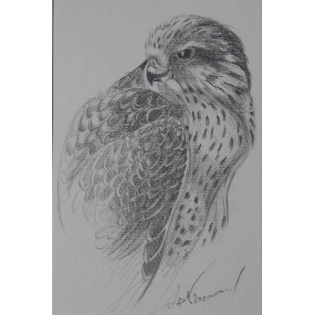 Faucon - Dessin original crayon graphite - Portrait animalier faucon rapace - Laurence Viarnaud - Galerie FenêtreSurArtistes
