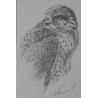 Faucon - Dessin original crayon graphite - Portrait animalier faucon rapace - Laurence Viarnaud - Galerie FenêtreSurArtistes