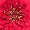 Fleur rouge - Photographie d'art macro fleur rouge - Cédric Mignot - Galerie FenêtreSurArtistes